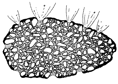 Comet Diagram